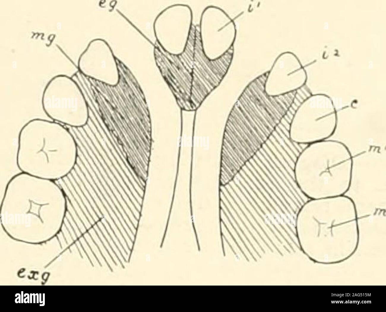 . Die Wissenschaft und Praxis der zahnärztlichen Chirurgie. MX-UD (Tuberculum impar), die sich zwischen dem ersten und zweiten vis-Müsli Bögen, Unddes zwei lateraltubercles sich ausder ventralen extremi- bindungen Der mandibulararches; seine posteriorportion aus der Kopula oder United ventralen endender hyoid Bögen (Schwein sehen. 16). Die V-förmige eine Foramen caecum, die die Spitze ihres Kreuzung. Die bukkale Teil der tonguecontains die Papillen (einschließlich der vallate) Andis vnth zerkleinern; pharyngealportion enthält glanduläre und Lymphknoten Gewebe Andis mit deglutition. Die speicheldrüsen Stockfoto