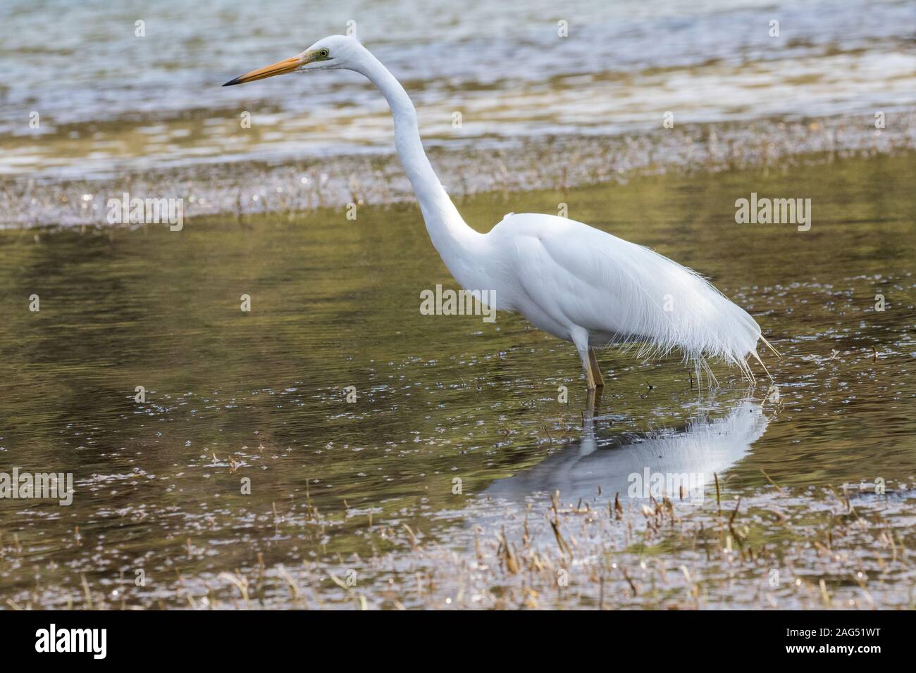 Östlichen Silberreiher auf der Suche nach Essen am Wasser' Stockfoto