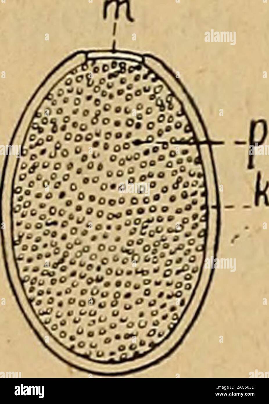 Archive De Parasitologie Ce Qui Sexpli Quait Sans Difficulte En Tenant Compte Du De Developpementdes Strongles Les Malades A Strongylose Furent Traites Comme Ilconvenait Mais Bientot Les Agneaux Presenterent A Leur