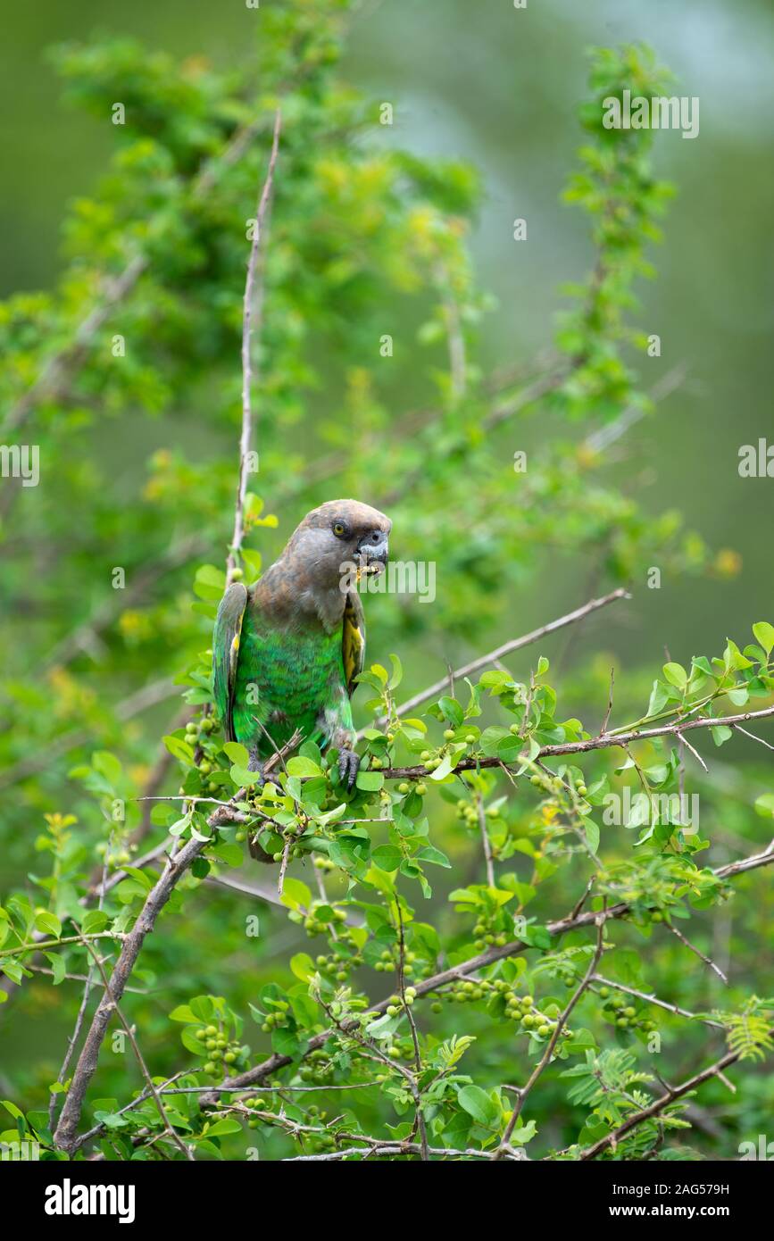 Eine Brown-Headed Papagei Poicephalus cryptoxanthus - Feste auf White Berry Bush Beeren - Flueggea virosa - in der Nähe von Skukuza Camp, Kruger National Park Stockfoto