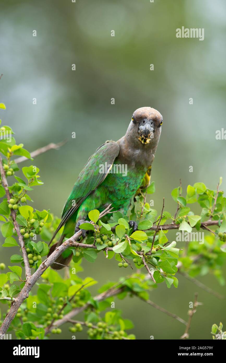 Eine Brown-Headed Papagei Poicephalus cryptoxanthus - Feste auf White Berry Bush Beeren - Flueggea virosa - in der Nähe von Skukuza Camp, Kruger National Park Stockfoto