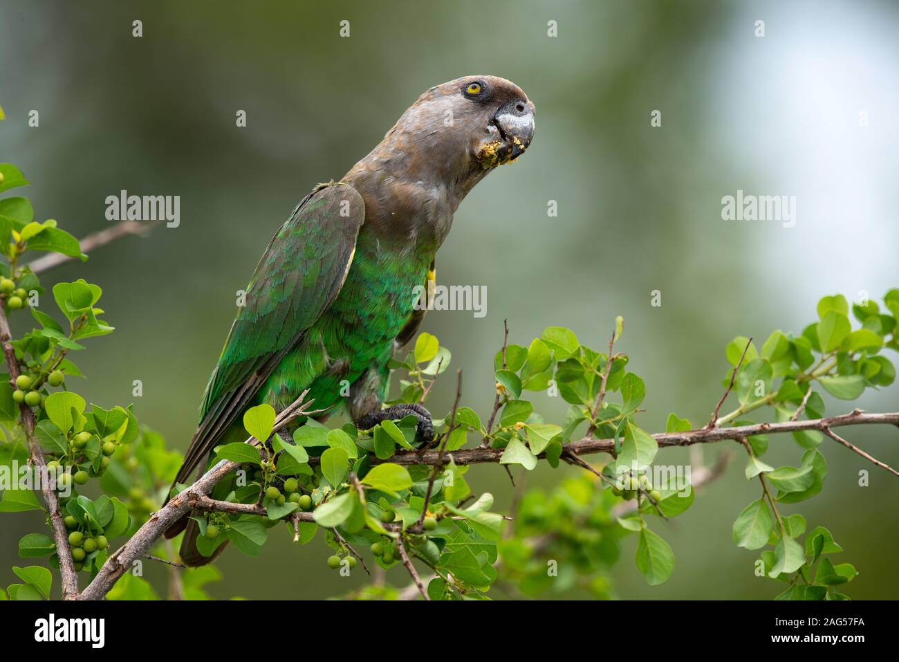 Eine Brown-Headed Papagei Poicephalus cryptoxanthus - Feste auf White Berry Bush Beeren - Flueggea virosa - in der Nähe von Skukuza Camp, Kruger National Park Stockfoto