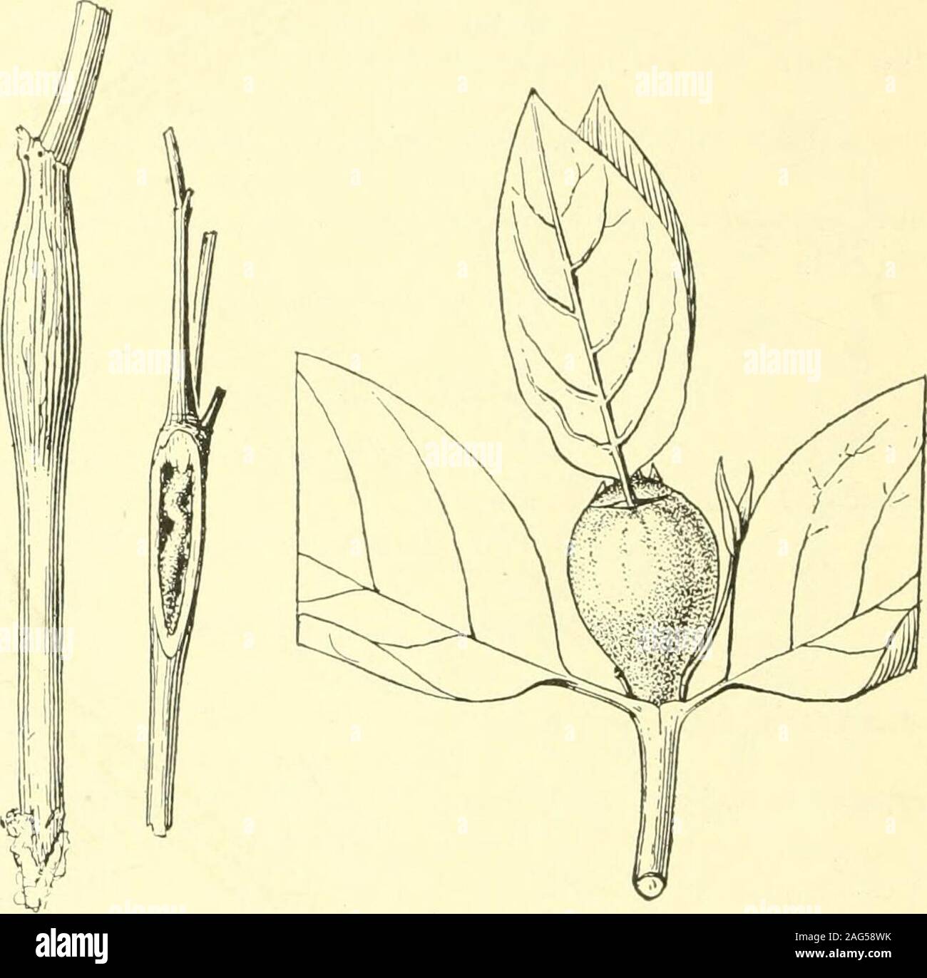 . Bericht des Staates Entomologe zum Schädigenden und andere Insekten des Staates New York. Abb. 183. Abb. 184. Lasi-FS-i^s-Hartriegel bud Gall, Cecidomyia Thecodi - optera ziziae sp. (Original) pi o s i s fühlte. Stammzellen Gall, onez a u s c h ^-] geschnitten. (Original) n e r i a eFelt. Eine etwas shriv - eled Gall. (Original) Cornus (hartriegel) eiförmig, Grün, Rot getönten, saftige, apikal, schießen Gall, Länge 1,5 cm, cm, diameteI auf C. Eine 1 t e r n i f o1i ein. Abb. 185 Itonid. Hartriegel bud Gall, Cecidomyia sp. Eine 2655 Clavate Zweig Gall, Länge 1 bis 2 cm, auf C. Florida. Abb. 186. Beutm. 92, S. 1). 269 Itonid. Hartriegel cl Stockfoto