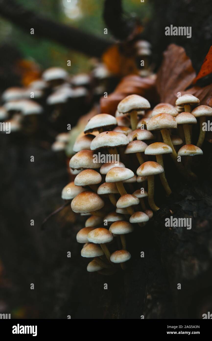Vertikale Nahaufnahme der Pilze auf dem Baumstamm mit Ein verschwommener Hintergrund Stockfoto