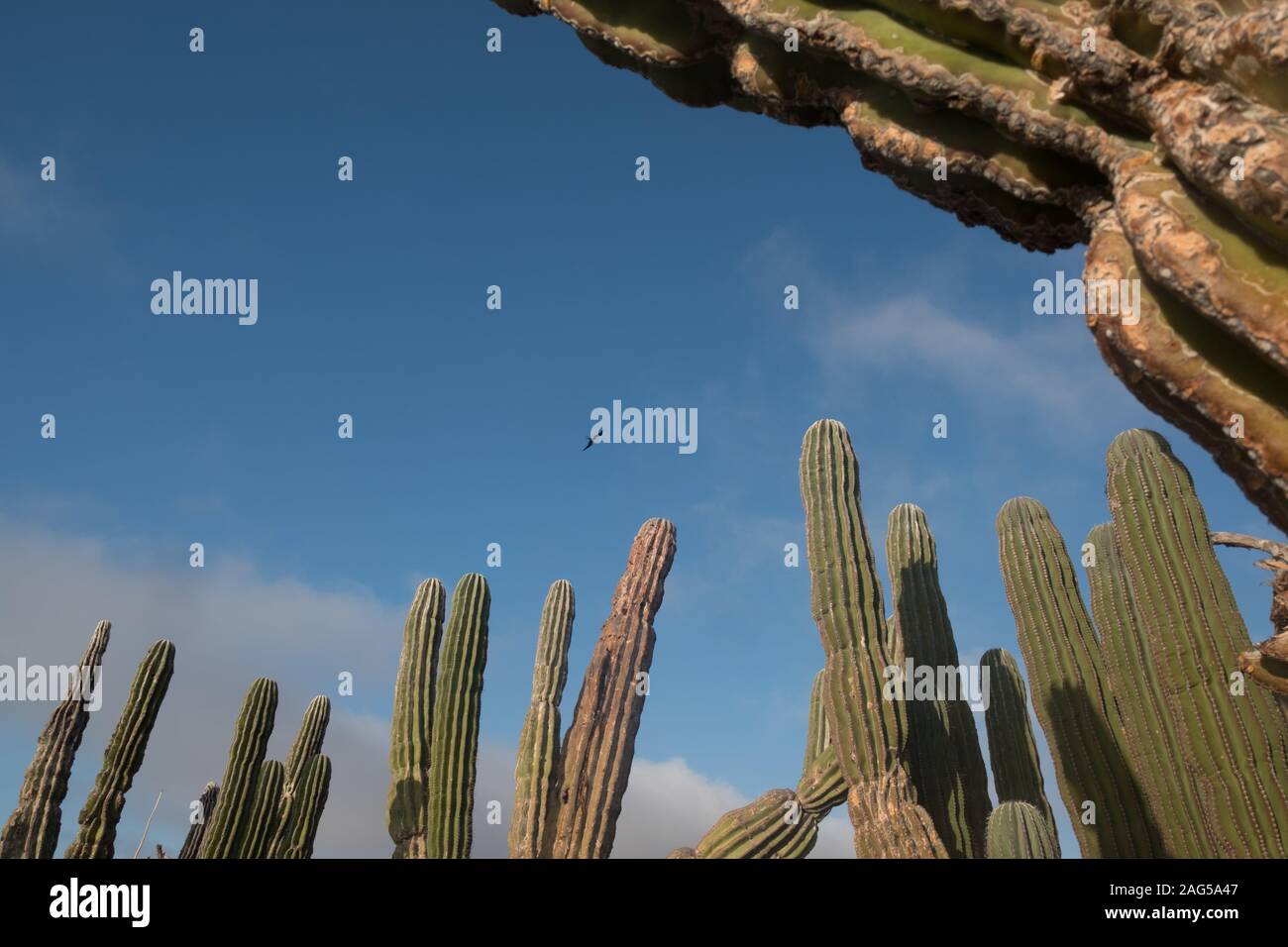 Kakteen auf der Isla Espiritu Santo, Baja California Sur, Mexiko. Stockfoto