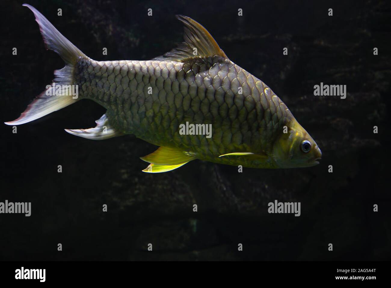 Goldenes Stanniolpapier Barbonymus Schwanenfeldii Widerhaken Fische Wasser Stockfoto