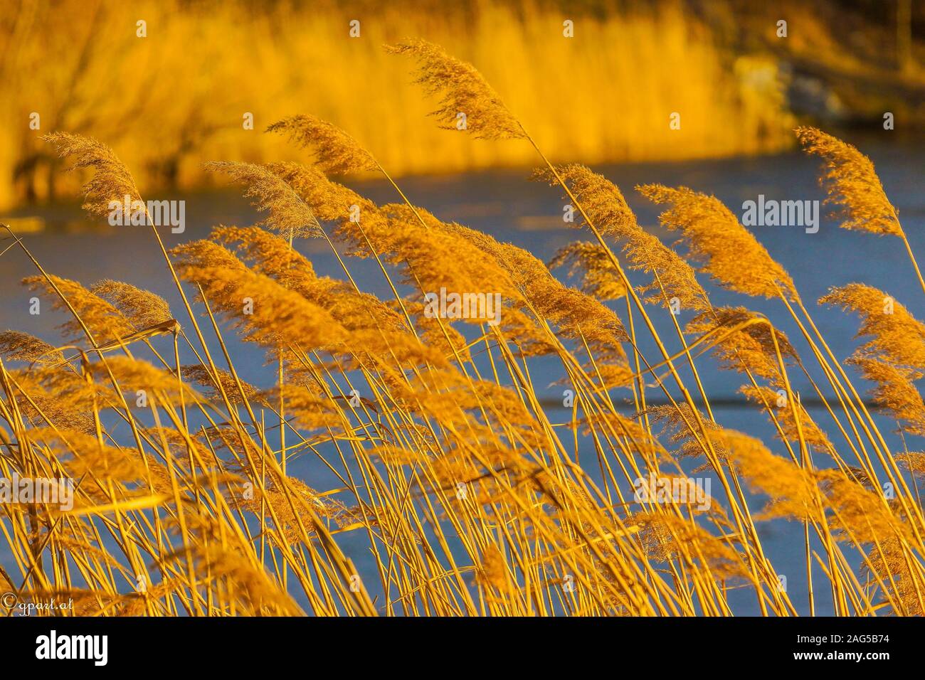 Nahaufnahme von schönen gelben Schilfhosen winken an Ein unscharfer Hintergrund Stockfoto