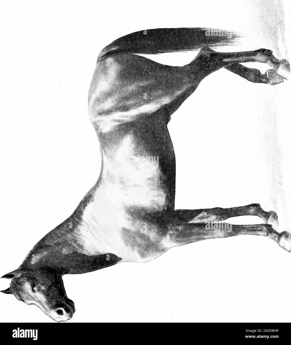 . Das Pferd in Amerika; eine praktische Abhandlung über die verschiedenen Arten in den Vereinigten Staaten üblich, mit etwas von ihrer eigenen Geschichte und ihren unterschiedlichen Eigenschaften. y nicht re-rysdyks Hambletonian 135 Klage in der phänomenalen Geschwindigkeit; aber es gibt keine reasonwhy es nicht Sollte eine zufriedenstellende Prozent sein - Alter der phänomenalen Geschwindigkeit sowie. Kapitel SEVENTHE Ton und Lehm - 1001 Henry Clay war einer der größten Pferde thatever in diesem Land gelebt. Er war sehr schnell, verystrong und als Spiel, wie es einem horseto wurde. Er gründete eine verehrte Familie,unddes, Familie Herr Randolph Huntington, ofFleetwoo Stockfoto