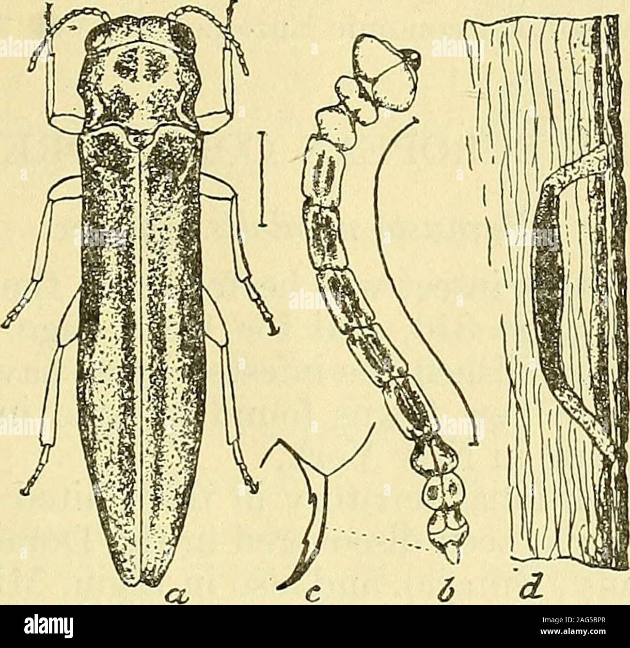 Prominente mandibeln Stockfotos und bilder Kaufen Alamy