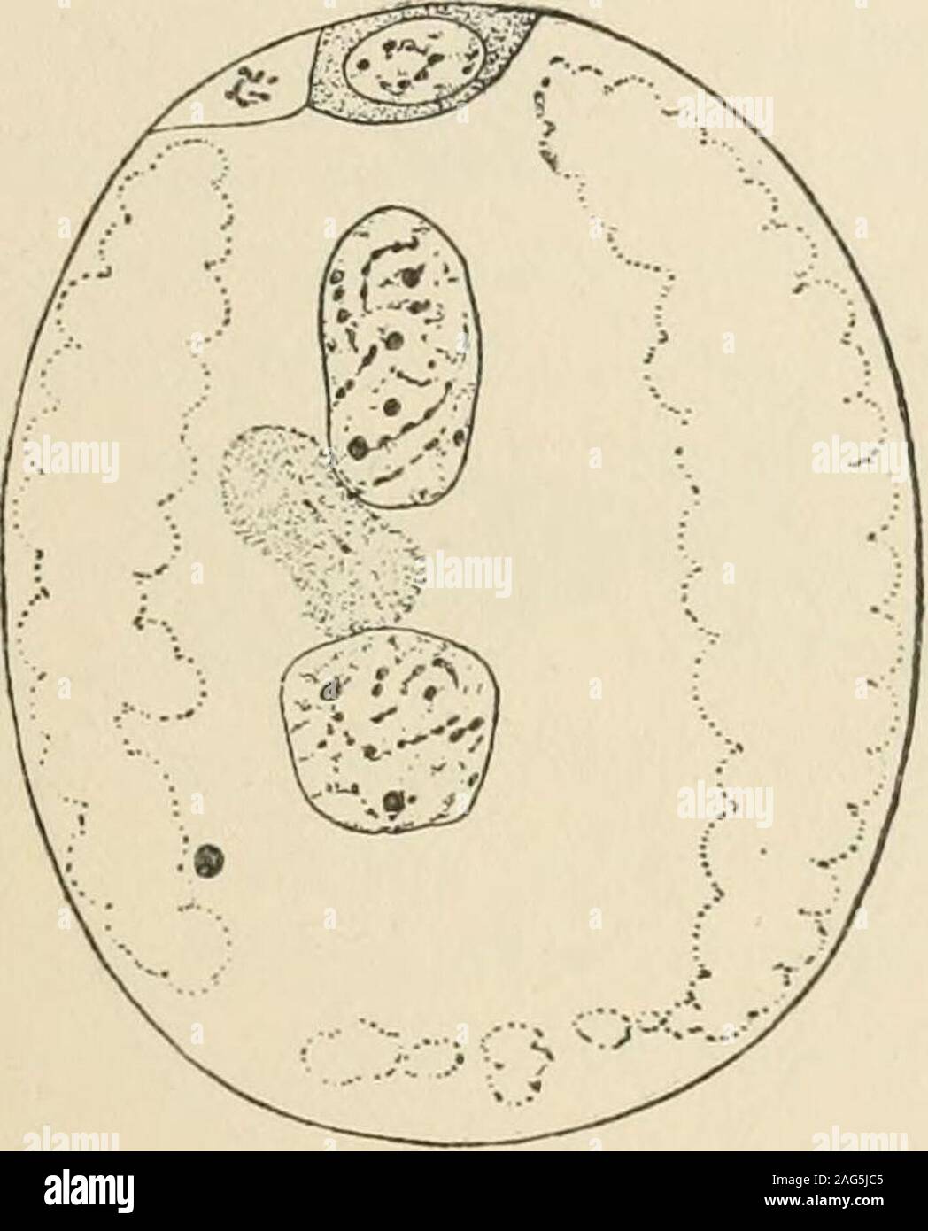 . Amtsblatt der Morphologie. String von kleinen Karyo-mikrosomen. Einige der largespherical Granulat, bleiben jedoch als nukleolen (Abb. 8). In vielen Eiern dieser Stufe ich vergeblich auf anytraces von archoplasm oder zentrosom ausgesehen haben, aber, wann immer diese Strukturen könnten durch das Bügeleisen gebracht werden - alaun haema-toxylin waren Sie immer in der Nähe des weiblichen Vorkern und Nr. I.] MYZOSTOMA G LAB RUM. 309 In einiger Entfernung von der männlichen. Ihr Aussehen ist, dass ofFig. 7, wo die ersten Spuren einer Spindel bilden zwischenden zwei zentrosomen - die ich in den zwei originallystationed Bei t werden Stockfoto