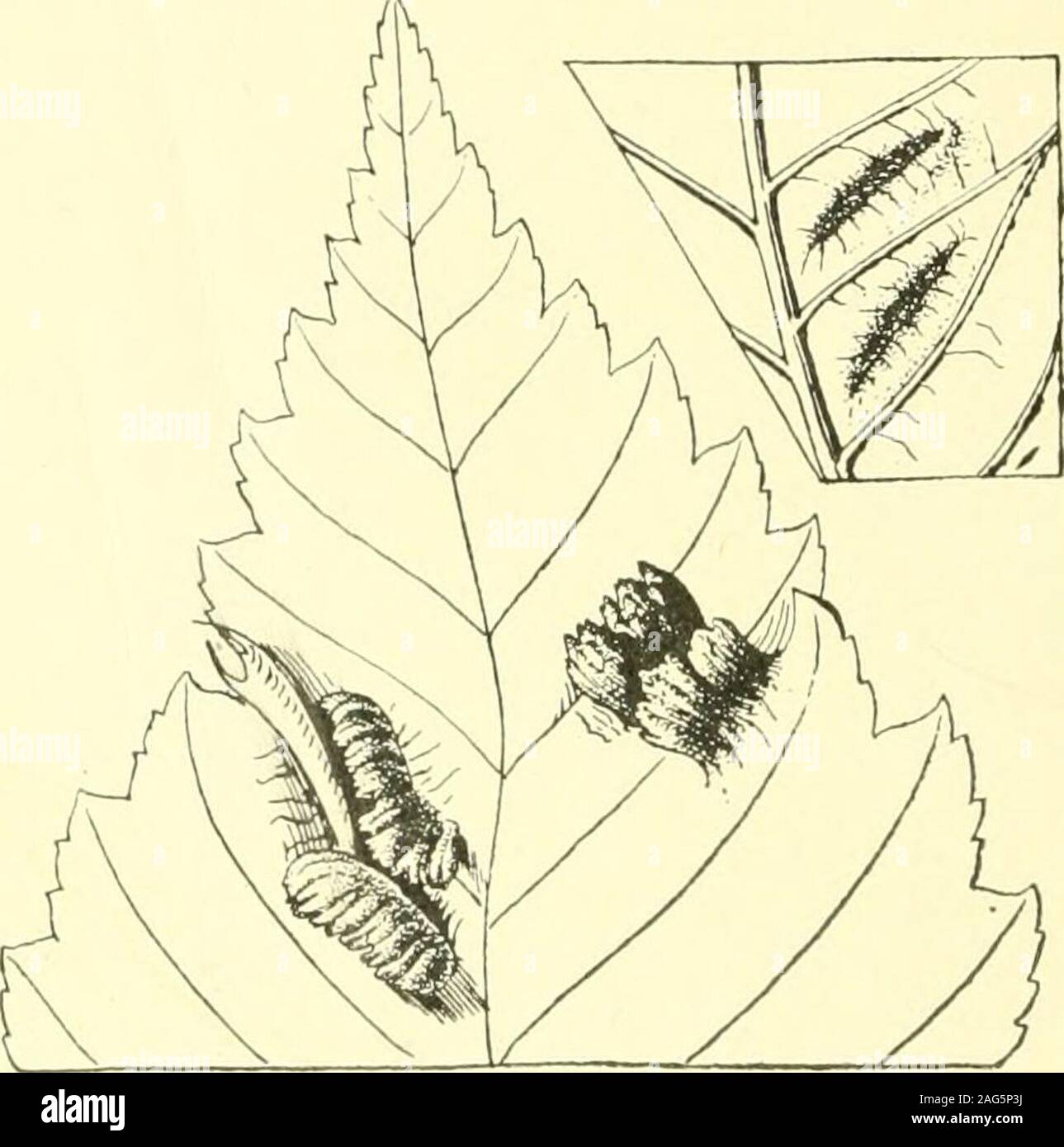 . Bericht des Staates Entomologe zum Schädigenden und andere Insekten des Staates New York. hellus Bass. 00 Standort. Ent. Soc. Trans., 26: 314 Ay lax quinquecostata Prov. 80 Nat. Canad., 14:20 A. ruf ipes können;. 84 Ent. Soc. Lond. Trans., S. 485 Aulacidea harringtoni Ashm. 87 Standort. Ent. Soc. Trans., 14: 146 Callirhytis arcuata Kieff. 09 Lab. Zool. Portici BuL, 4: 341 120 NEW YORK STATE MUSEUM C. defecta Kieff. 09 Lab. Zool. Portici Bui., 4: 116 Chilaspis Art Gill. 90 111. Zustand Lab. von Nat. Hist. Bui., 3: 200 C y n i p s f1a v i c o II i s Ashm. 96 US-Nat. Mus. Proc, 19: 123 C. gibbosa Prov., 81 N Stockfoto