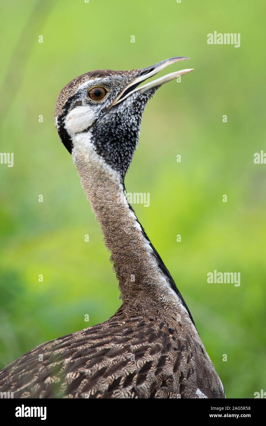 Eine Schwarze-bellied bustard - Lissotis melanogaster - bietet Ihnen die passende und Anruf in der Krüger National Park, Südafrika Stockfoto