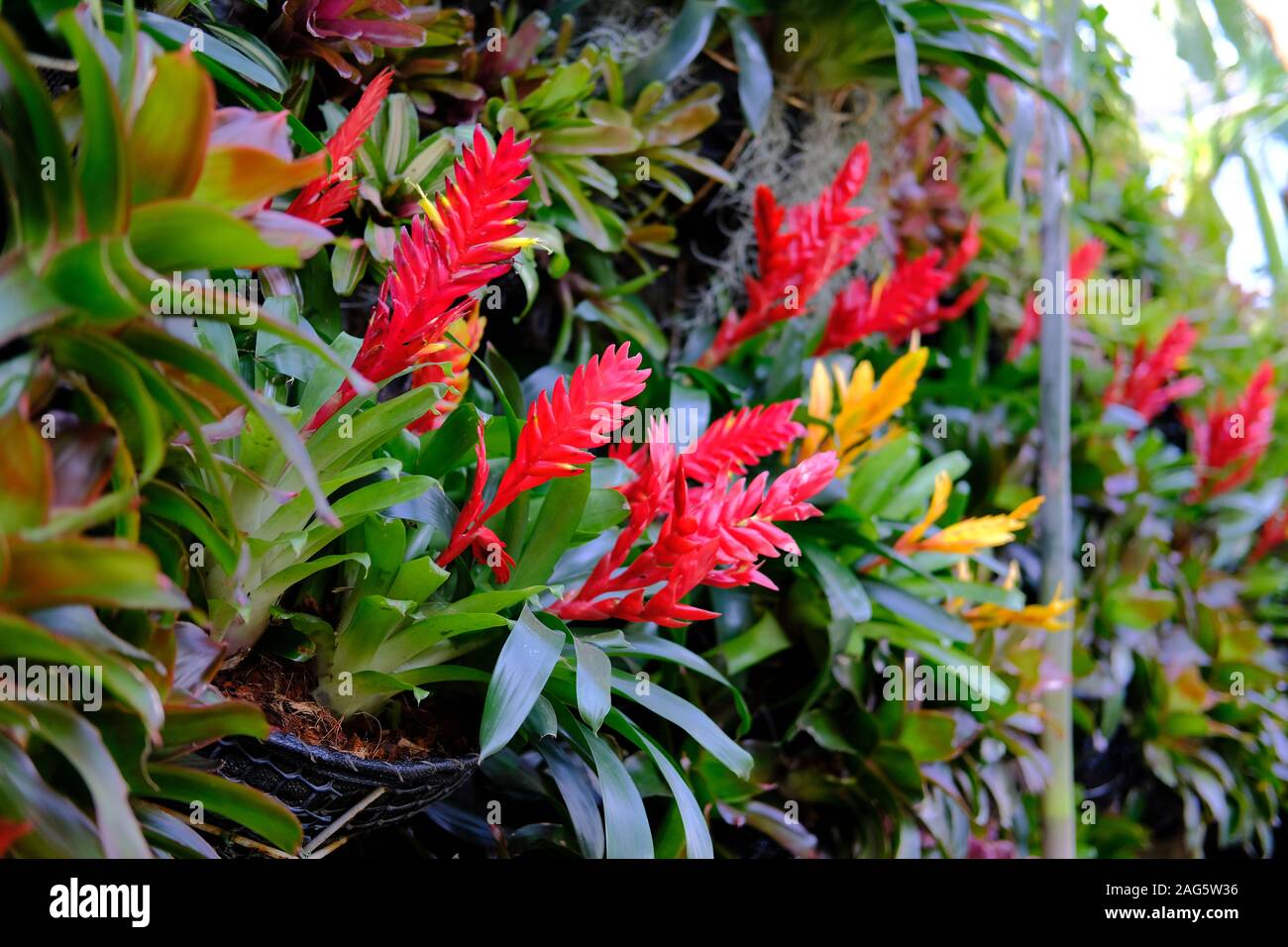 Bromelie Pflanze, die in tropischen botanischen Garten Stockfoto