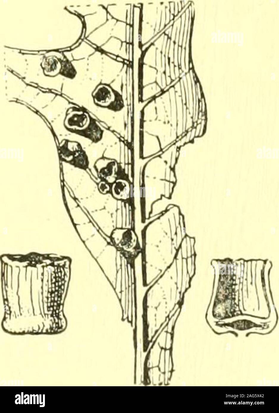 . Bericht des Staates Entomologe zum Schädigenden und andere Insekten des Staates New York. Abb. 102. Eiche spangles, Cecidomyiapoculum O.S., F. muhlenbergiae. Eine Galle im Abschnitt gezeigt. (Original). Abb. 103. Eiche spangles, Cecidomyia pocu - lum O.S., auf Q. makro-c a r p a. Seitenansicht andsection von Gall. (Original) Scheibenförmigen, oft Flach, grünlich Blatt Galle mit einem Lila, das marginirregular, Durchmesser 6 mm, auf Q. d o u g1a s i i. 11, S. 352 Fullaway Cynipid. Andricus pattersonae F ullw io 8 NEW YORK STATE MUSEUM Scheibenförmigen, flach, hart, glatt, monothalamous Galle an der Unterseite des Stockfoto