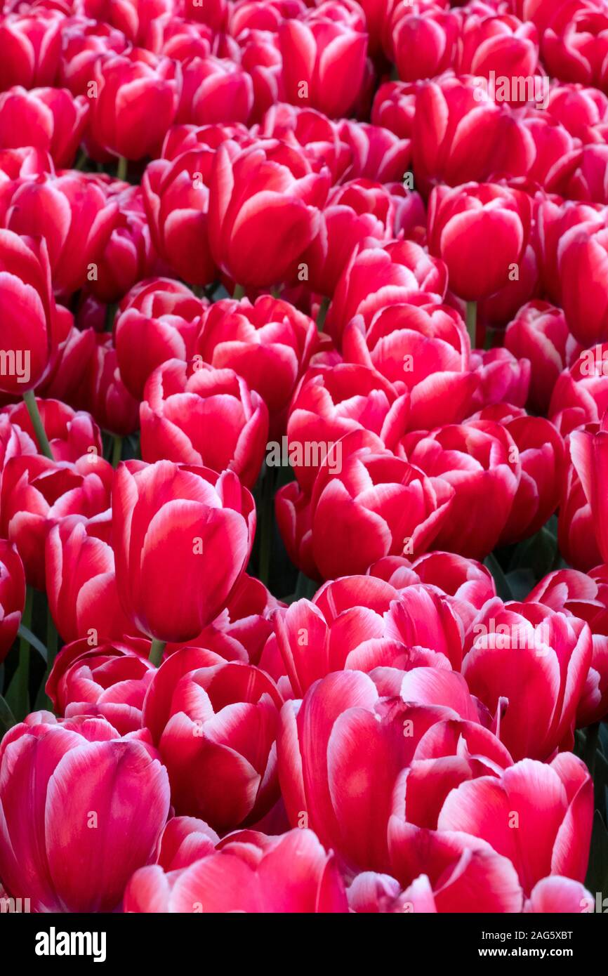 Rote Tulpen als Hintergrund im Garten. Stockfoto