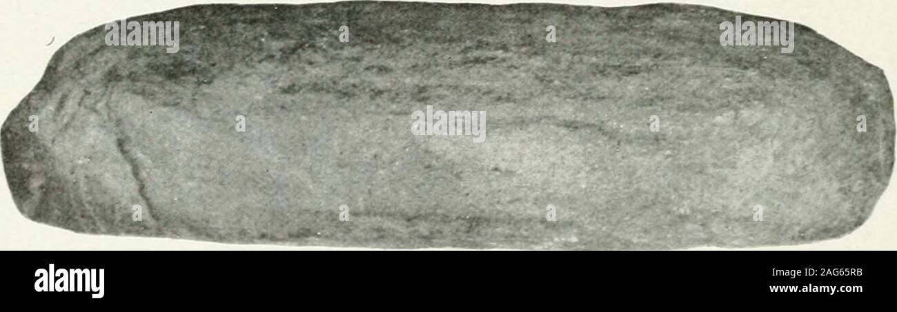 . Ontario Sitzungsdiensten Papers, 1918, Nr. 17-20. Abb. Xo. 37253 - Fisch - Messer (volle Größe). Abbildung Xo. 37231 ist ein steinbeil geschärft auch an beiden Enden, aber aufgrund theeffects der Brand nur eine Hälfte von ihm erhalten geblieben ist. Es war zwar klein, aber für die Zwecke der Hacken evidentlyused. Es war bv Frau T. W. Laidlaw, Kirkfield. vorgestellt. Abb. Xo. 37231 - Stone Axe. Abbildung Xo. 3 T2S 8 zeigt Fragmente der Töpferei an den Mu vorgestellt. seuni von Herrn T. AV. E. Sowter, der Aylmer, Que, waren sie auf der Ostseite der Schwarze Bucht gefunden, Nordufer des Sees Deschenes, Ottawa Eiver. Die Markierungen auf der Töpferei innersten Ca. ses Ar Stockfoto