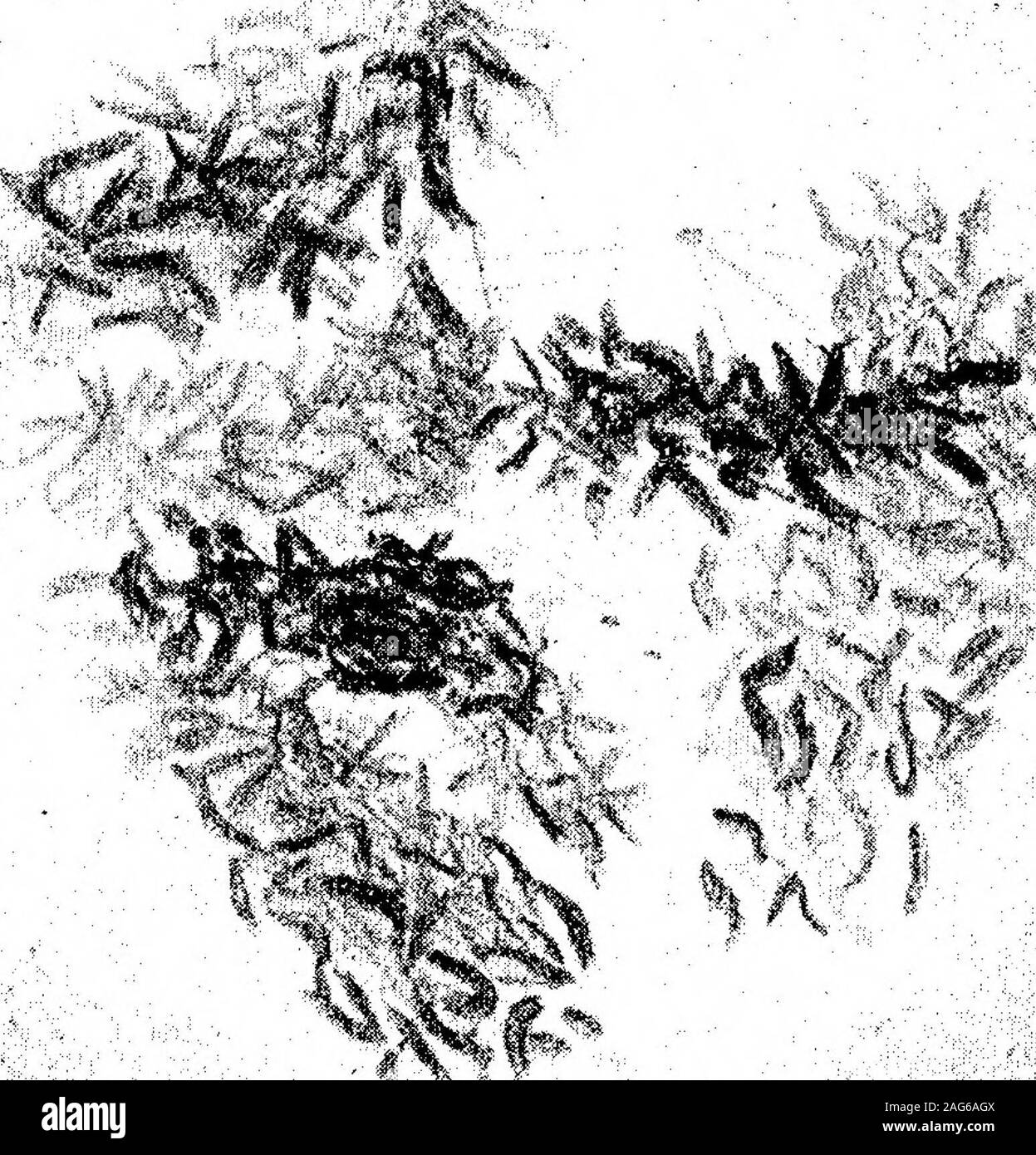 . Bemerkungen zu den life-history von Leukozyten. Die besten Ergebnisse. Beschreibung der Platten. die Platte 7. Abb. 1.- Myeloplax aus Knochenmark von Guinea-pig, Kerne scheinbar amitotically geteilt. 2.- Dito, Anzeigen pluripolar Spindel Abbildung. 3.- Dito, mit zwei Kerne mit somatischen spiremes. Platte 8, Abb. 4.- Dito, Kerne, die geteilt haben und Zytoplasma Division (amitosis). 5. Benachbarte Zellen im Knochenmark von Guinea-pig, die Phasen der Differenzierung. 6.-mononukleären Zellen aus Knochenmark von Guinea-pig. Die somatische spireme gebildet. Feigen. 7. und 8.-La Stockfoto