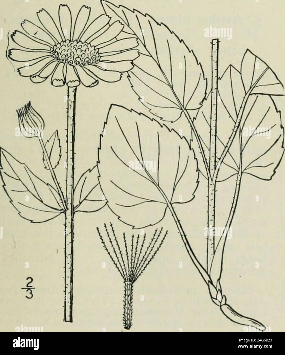 . Eine Illustrierte Flora von der nördlichen USA, Kanada und die britischen Besitzungen: von Neufundland zu den Parallelen der südlichen Grenze von Virginia und vom Atlantik westwärts nach dem 102 Meridian. Eiförmig. 2. A. cordifolia. Basal herzförmige Blätter nicht, verjüngt sich der blattstiel. Blätter Gyrus. Pappus bräunlich, Plumose. 3. Pappus weiß, barbellate. 4. Blätter ganzen oder fast so. 5. A. Mollis. A. chionopappa. A. Alpina. I. Arnika acaulis (Walt.) B. S. Leoparden-Bane. Abb. 4599. Anmerkungen acaule Walt. Fl. Auto. 205. 1788. Arnika Claytoni Pursh, Fl. Standort. Sept. 527. 1814. Arnika niidic Stockfoto