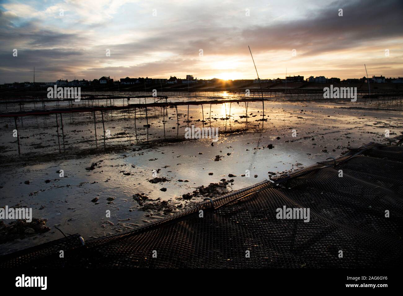 Niedrige Winkelansichten bei Ebbe der Oyster-Bauernbetten der Whitstable Oyster Company Whitstable, Kent, England, Großbritannien Stockfoto