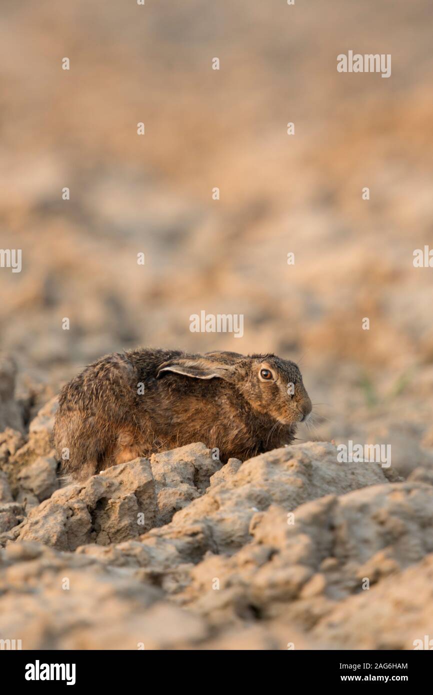 Feldhase/Europäischen Hase/Feldhase (Lepus europaeus) ruht auf einem gepflügten Feldes, Sitzen, versteckt in seiner Form, erste Morgenlicht, Europa. Stockfoto