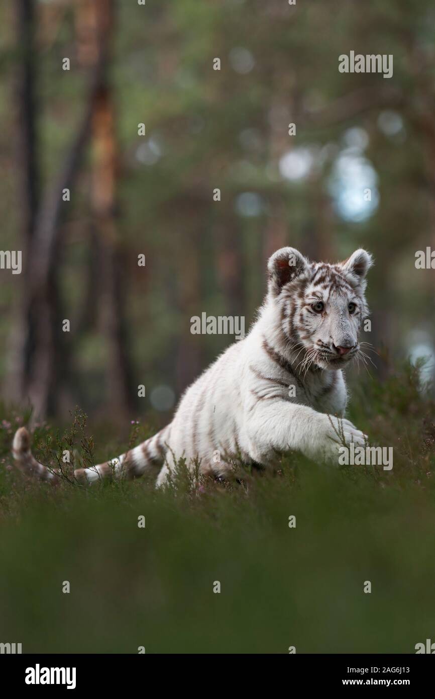 Royal Bengal Tiger/Koenigstiger (Panthera tigris), weiß, leucistic Tier, läuft schnell, springen durch die undergrwoth eines natürlichen Wald. Stockfoto