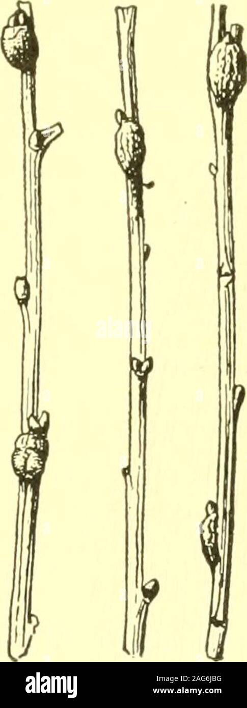 . Bericht des Staates Entomologe zum Schädigenden und andere Insekten des Staates New York. Abb. 39. Willow Kartoffel Gall, Rhabdophaga batatusWalsh. Typische Erweiterung. (Au-thors Abbildung). Abb. 40. Geschrammt wil - niedrige Gall, Phyto-phaga tumidosaeFelt. (Original) Unauffällig, Knoten oder Zweig Erweiterung. Fühlte mich o8 e, s. 358 Itonid. Phytophaga latipennis FeltTwig gleichmäßig vergrößert, Galle 5 bis 7 cm lang. Abb. 37. Filz l5e, s. 109 Itonid. Rhabdophaga podagrae FeltGall ähnlich wie oben, Zellen aus Holz. Abb. 38. Fühlte mich 5e, s. keine Itonid. Rhabdophaga cornuta WalshGradual Erweiterung der Zweig, in der Regel erw Stockfoto