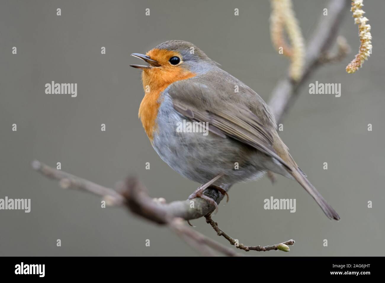 Robin Redbreast/Rotkehlchen (Erithacus Rubecula) auf einem Zweig von Alder singt sein Lied gehockt, im Frühling, wildife, Europa umwerben. Stockfoto