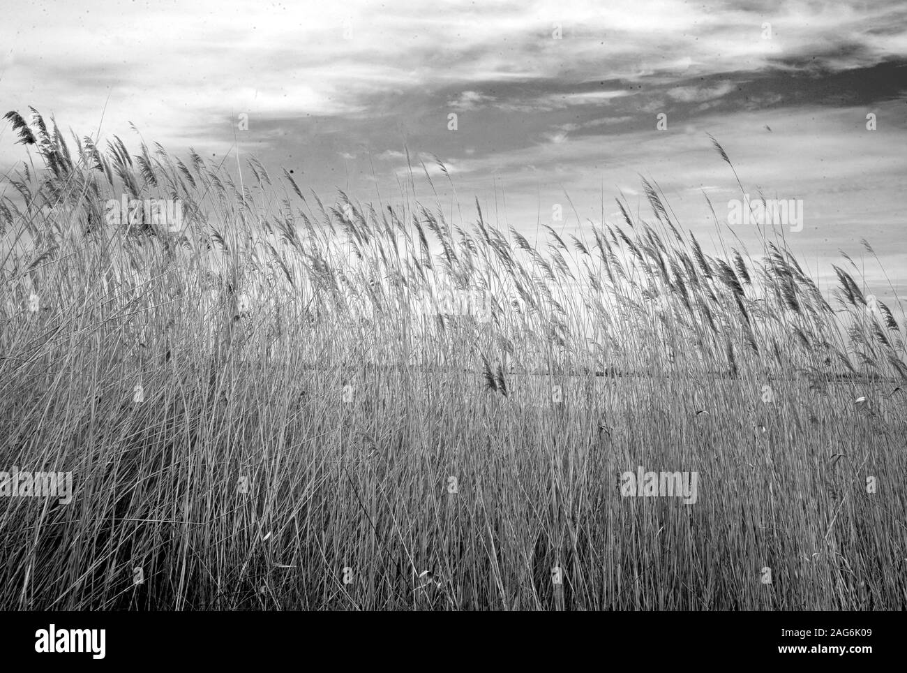 Grauwaage Aufnahme einer Farm voller Langweizen Pflanzen unter den schönen Wolken am Himmel Stockfoto