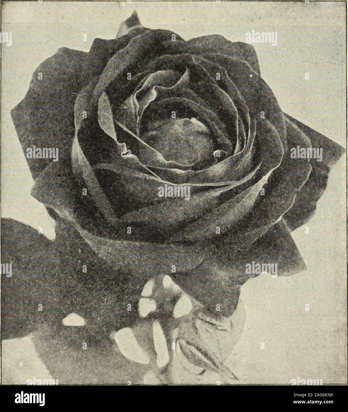 . Dreer's 1913 Garten Buch. *^t. Neue Hybride ewige Rose, Glorie dh Chedane Guinoisseail (auf der anderen Seite angeboten.) Hardy Rose, Ulrich Brunner (auf Seite 186) angeboten. Hugh Dickson. In glänzendem, schattigen Scarlet; grosse, sehr aromatisch und Sehr reichblühend. Jean Liabaud. Reich samtig Karmesin, schwarz schattiert. Louis Van Houtte. Lebendige velvety Crimson; große, voll und von der feinen Form; eines der Besten. Mabel Morrison. Weiße, leicht gerötete withpink; ganz deutlich. Magna Charta. Leuchtend rosa, mit Auto-Mine durchdrungen; Eine schöne Rose, und eine starke, vigorousgrower. Marie Bauman. Helle Carmine; sehr Stockfoto