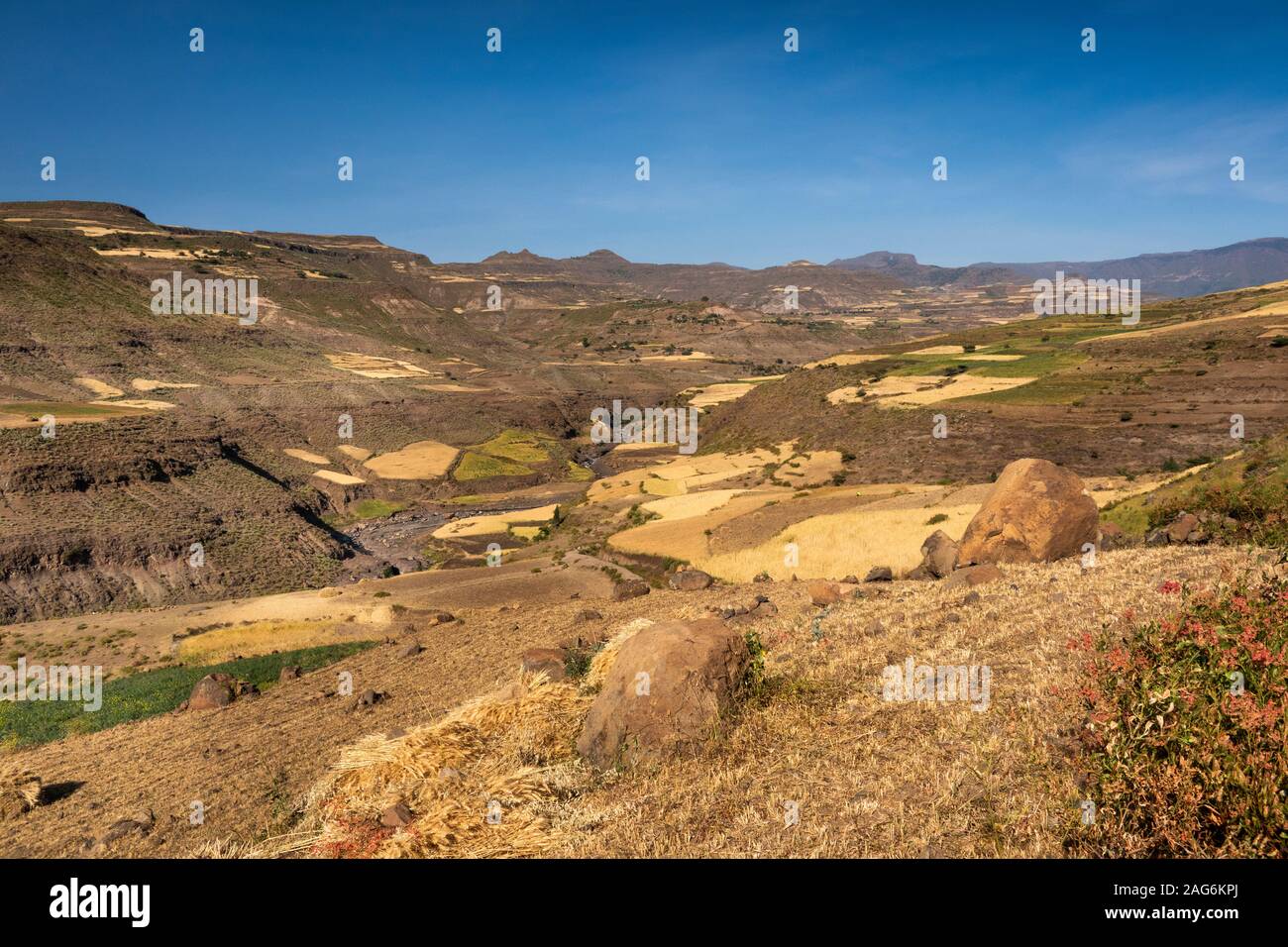 Äthiopien, Amhara, Kulmesk, Landwirtschaft, Ernte von Gerste, Korn, in Haufen warten auf das Dreschen Stockfoto