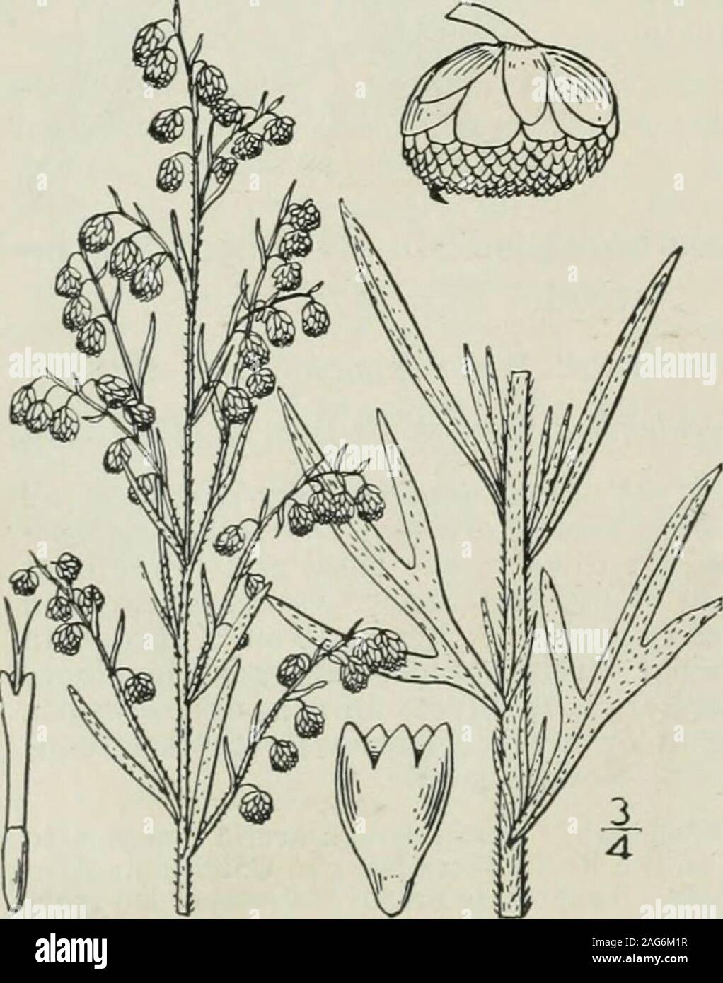 . Eine Illustrierte Flora von der nördlichen USA, Kanada und die britischen Besitzungen: von Neufundland zu den Parallelen der südlichen Grenze von Virginia und vom Atlantik westwärts nach dem 102 Meridian. d zur Hudson Bay, Maine, Ver-Mont, Westen entlang der Großen Seen zu Minnesota und Manitobaand an der kanadischen Pazifikküste. Meer - oder wild - Wermut. July-Aug. Artemisia Forwoodii S. Wats., einer höheren Pflanze des RockyMountain Region, mit etwas kleineren Köpfen, reicht Ost-west-Bezirk in Nebraska. / 9 4. Artemisia dracunculoides Pursh. Linear-leaved Wermut. Abb. 4574. A. dracunculoides Stockfoto