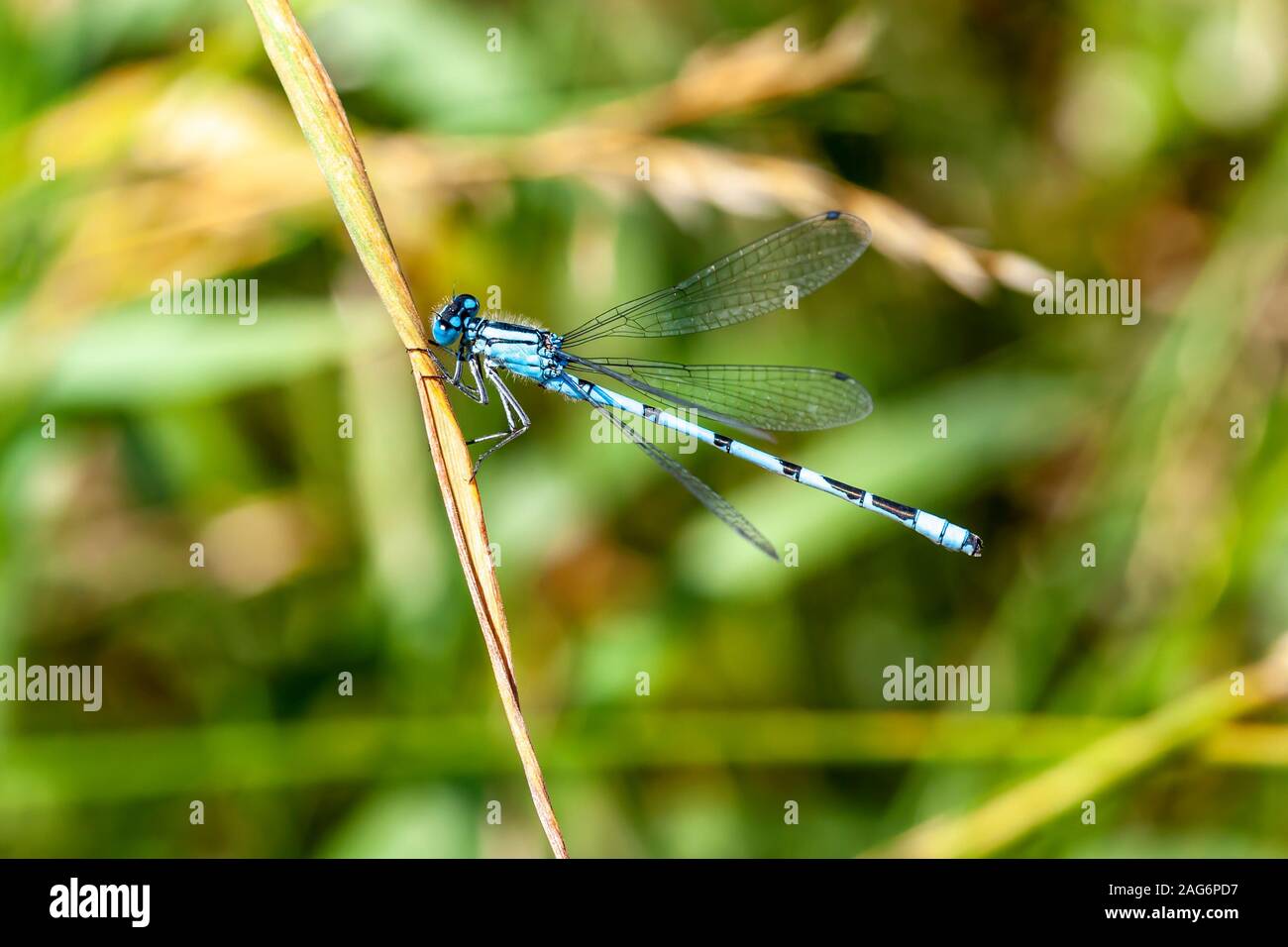 Hufeisen-azurjungfer. Coenagrion puella am Sommer Leys Naturschutzgebiet, Northamptonshire, Großbritannien. Stockfoto