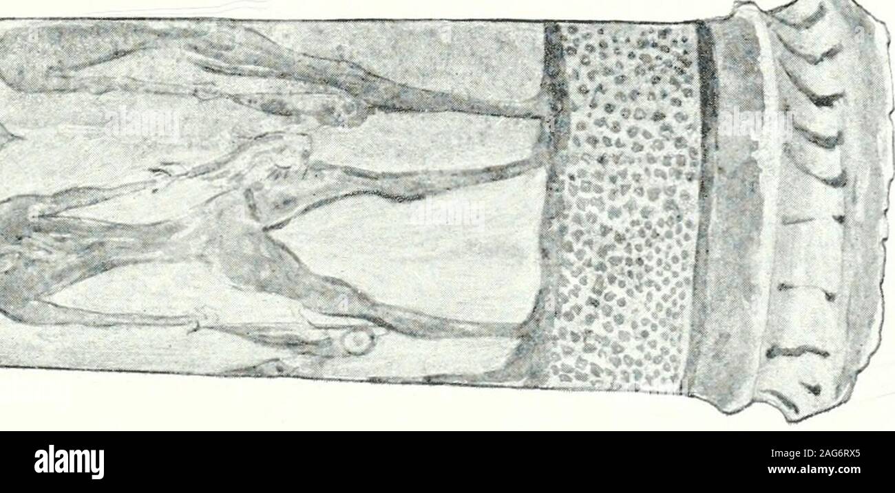 . Ausgrabungen bei Phylakopi in Melos,. r ^-^^^^^^^. d. H.S SUPPL. IV (1904) PL. XXUl. Stockfoto