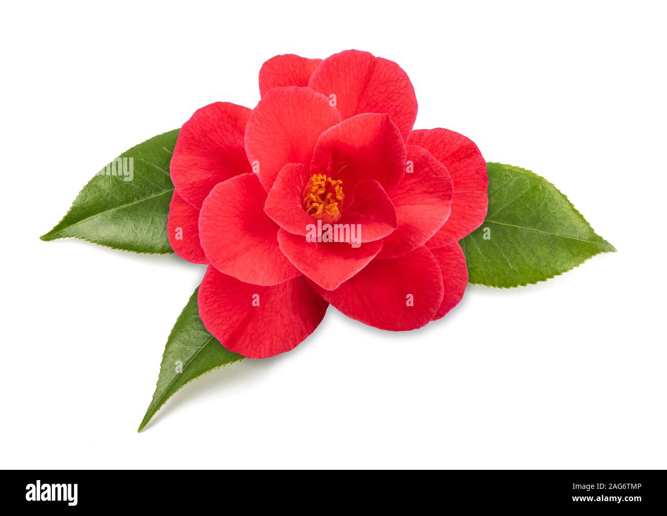 Rot kamelie Blumen auf weißem Hintergrund Stockfoto