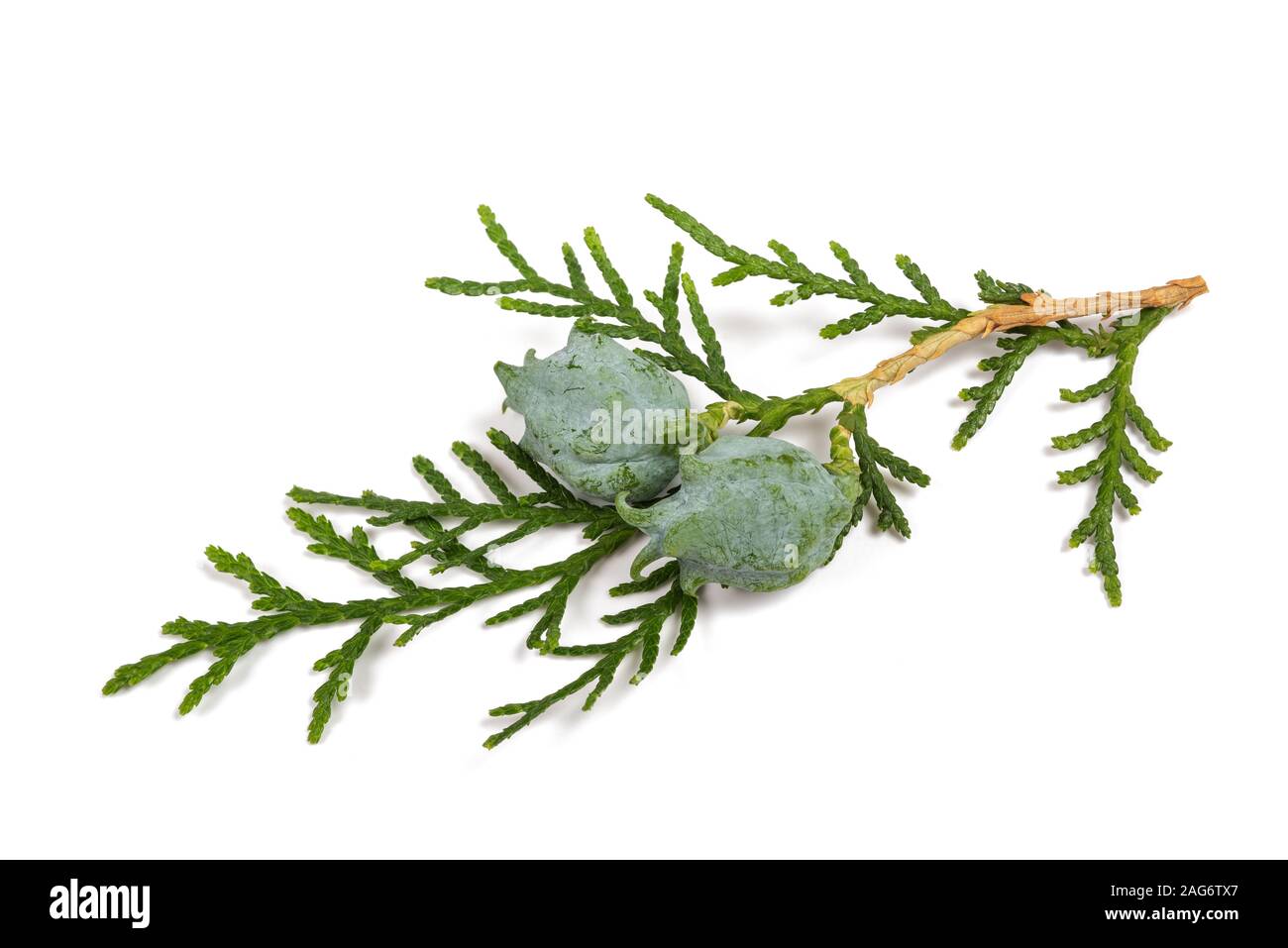 Chinesische Thuja mit Zapfen isoliert auf weiß Stockfoto