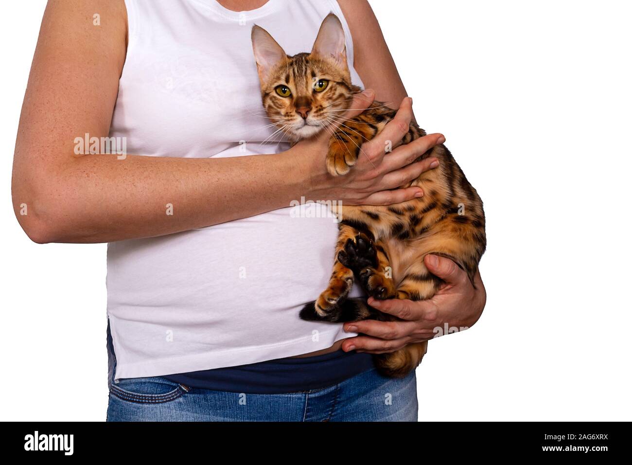 Schwangere Frau mittleren Alters in Jeans und weißen T-Shirt mit Super süße Bengal  Katze. Gefahr der Infektion Toxoplasmose oder Allergie. Gesunde  Mutterschaft li Stockfotografie - Alamy