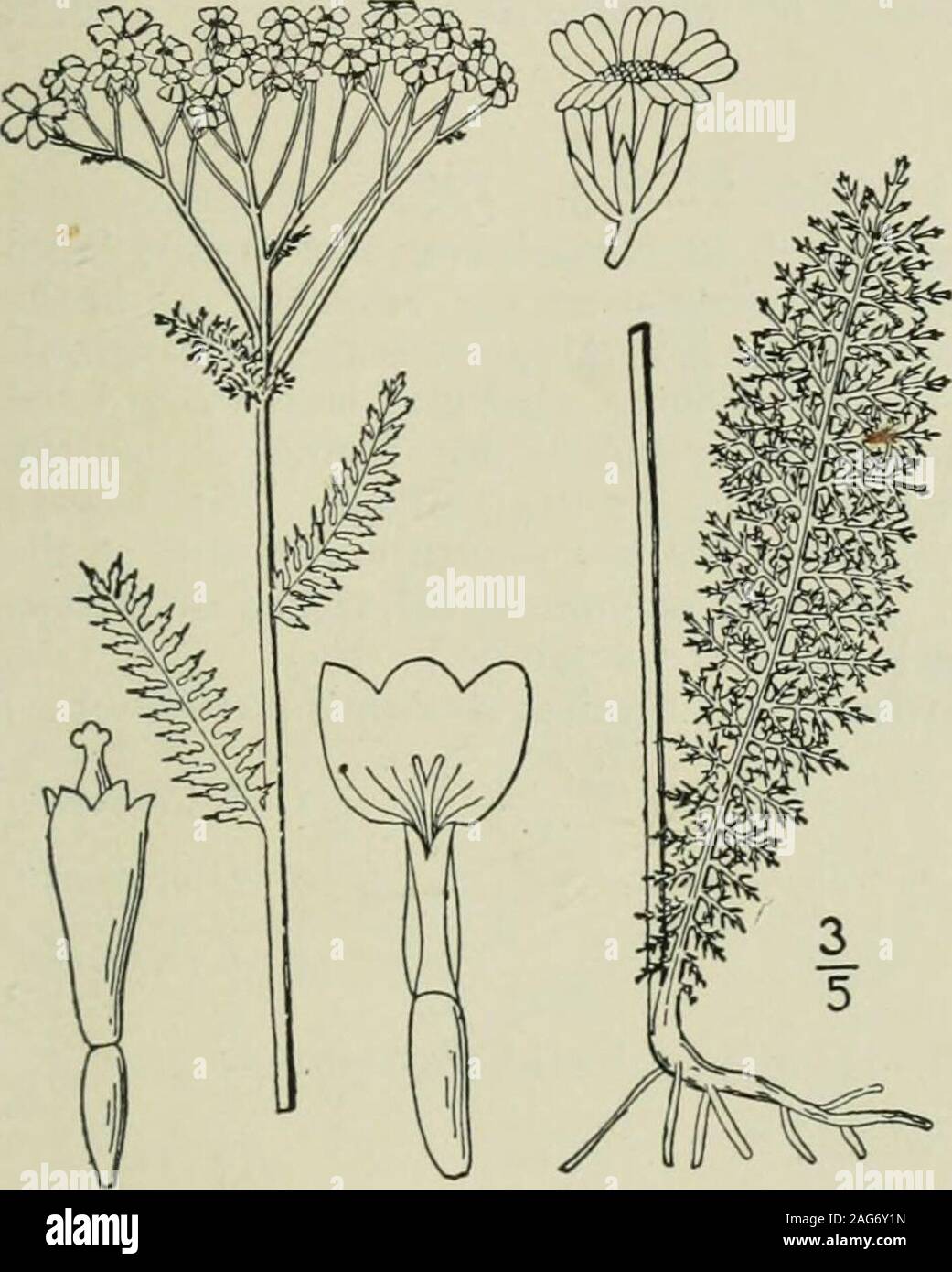 . Eine Illustrierte Flora von der nördlichen USA, Kanada und die britischen Besitzungen: von Neufundland zu den Parallelen der südlichen Grenze von Virginia und vom Atlantik westwärts nach dem 102 Meridian. 2. Achillea Millefolium L. Schafgarbe. tausendblatt. Abb. 4553. Achillea Millefolium L. Sp. PI. 899. 1753. Staude aus dem horizontalen Wurzelstöcke; flow-ering Stängel behaart, oder fast Kahl, sim-ple oder corymbosely oben, verzweigte i° -2° hoch. Basalen Blätter, und denen Der numerousshort sterile Triebe, meist petioled, manchmal 10 Lange und * Breite, die von den Stammzellen stiellose, alle narrowl Stockfoto