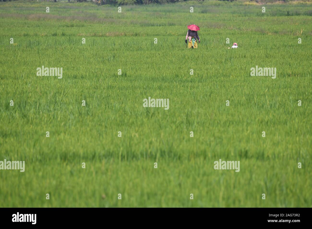 Reisfeld in Kerala, Indien. Asien Stockfoto