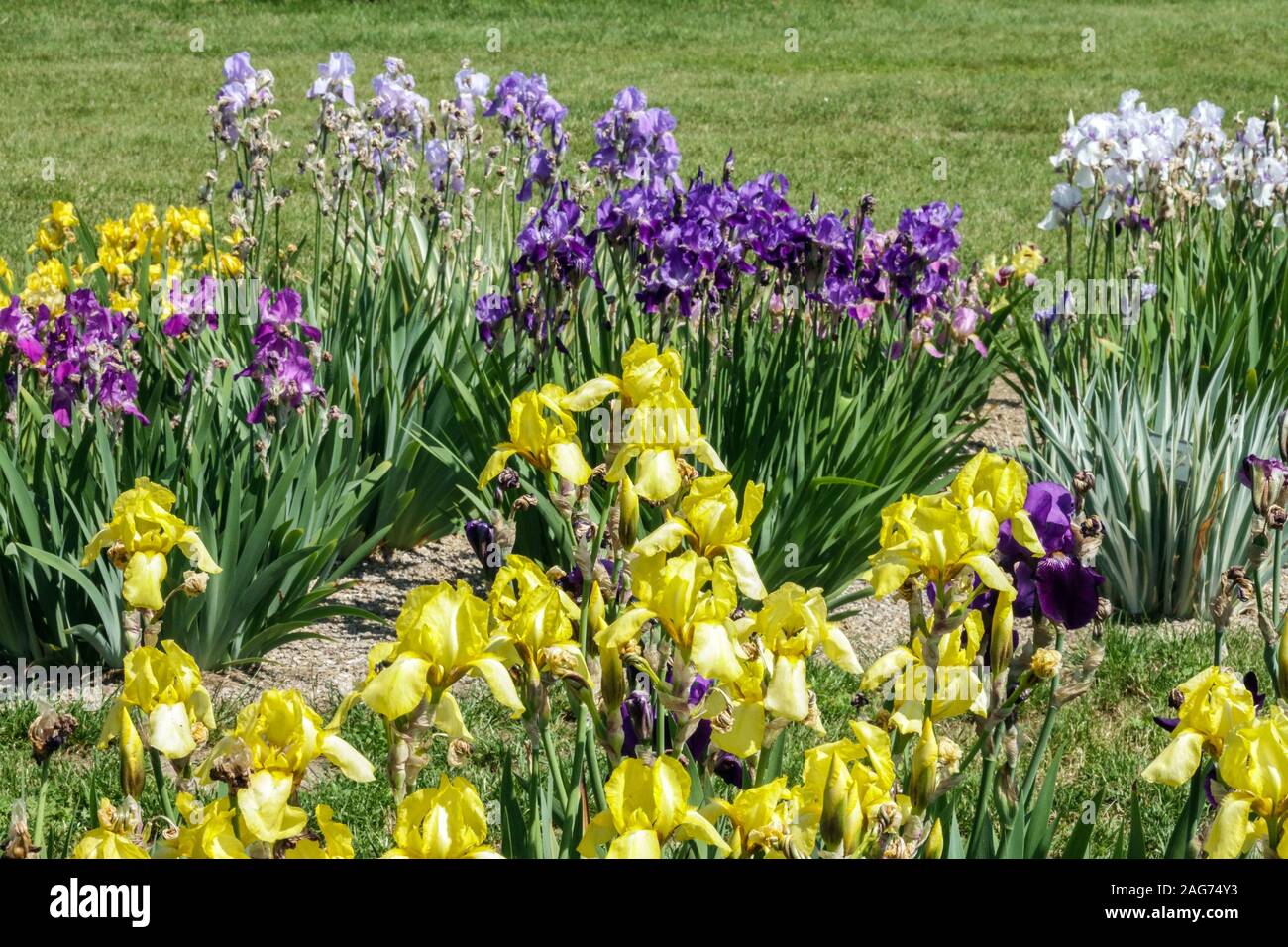 Bunte Blumen Garten Sommer Juni Irisa Stockfoto