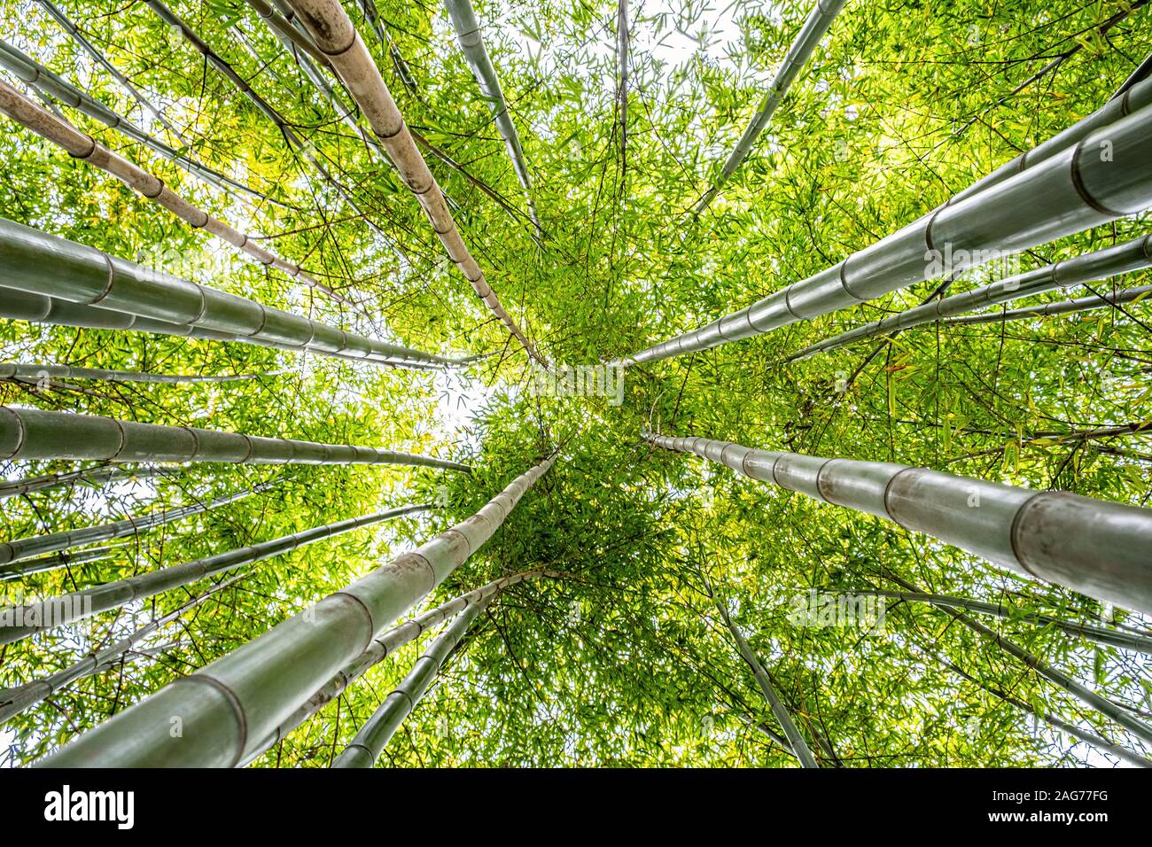 Zu Bambus Tree Tops auf sonnigen Tag Stockfoto