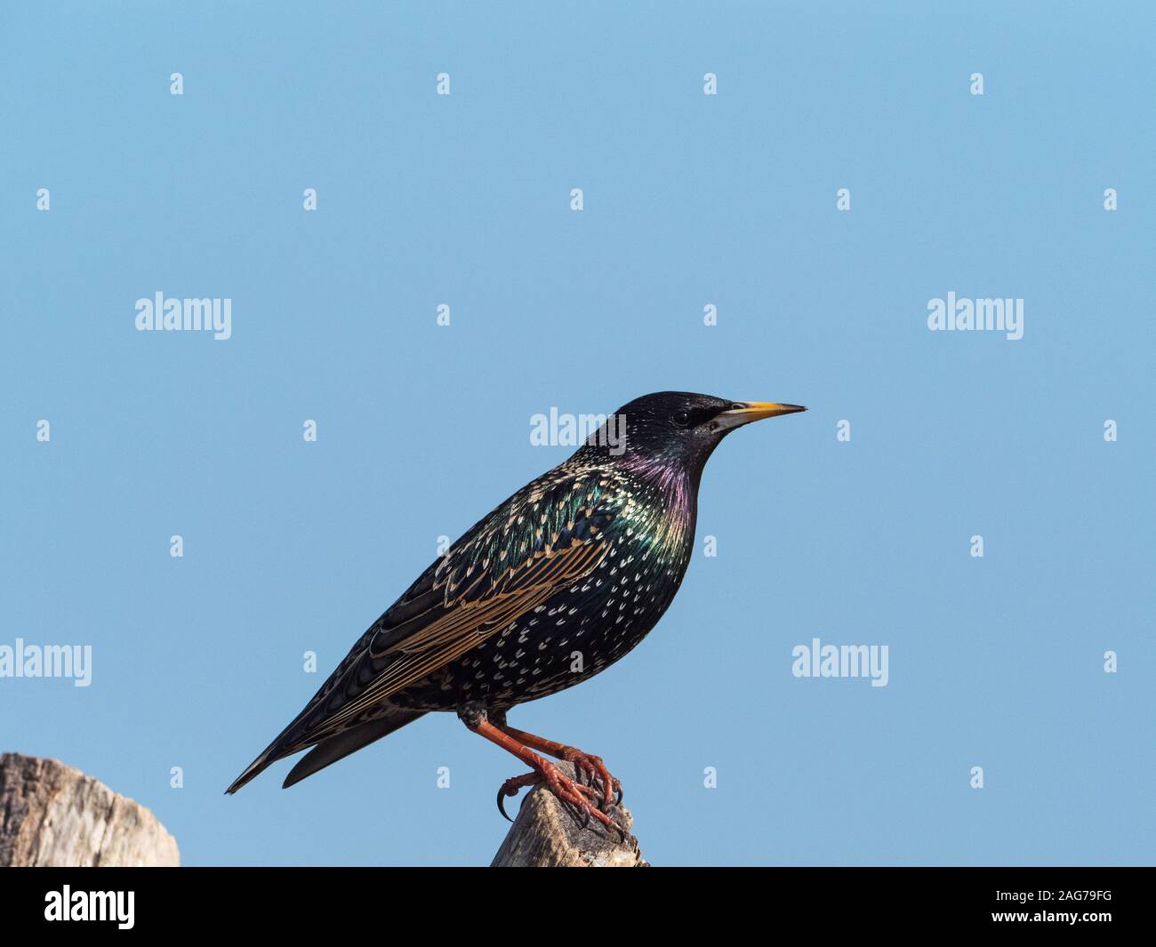 Common Starling, Sturnus vulgaris auf einem zaunpfosten thront, Sümpfe und Feuchtgebiete Steart Wildvogel Vertrauen finden, Steart, Somerset, England, Großbritannien, Februar Stockfoto