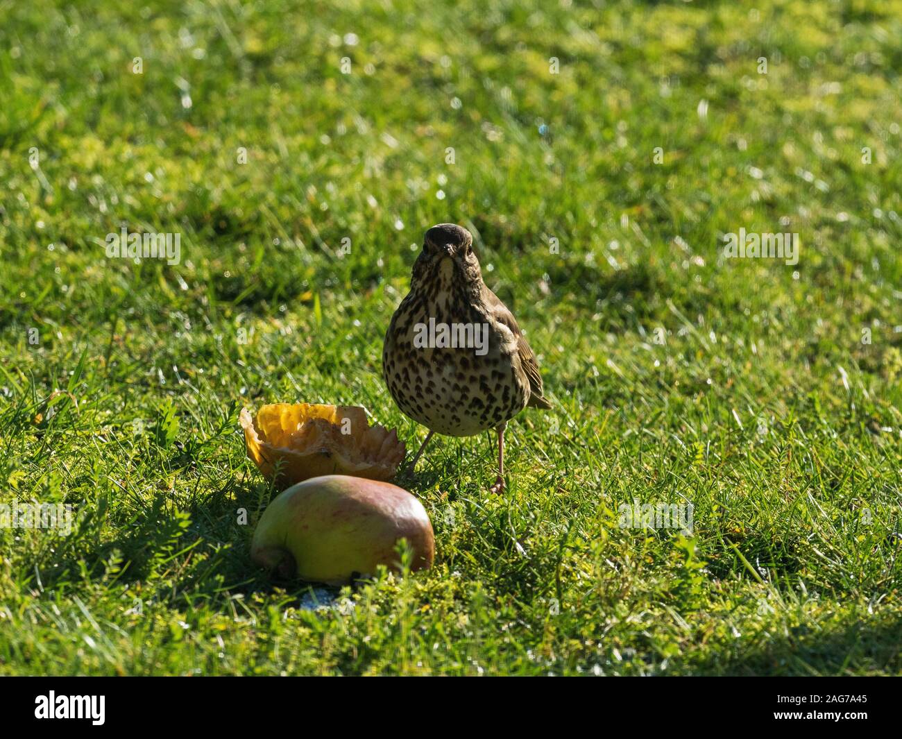 Singdrossel Turdus philomelos Fütterung auf einen faulen Apfel auf einen Garten Rasen, Ringwood, Hampshire, England, Großbritannien, Februar 2019 Stockfoto