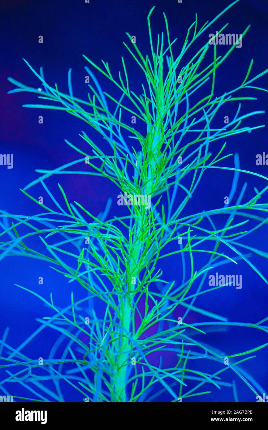 Vertikale abstrakte Aufnahme einer türkisfarbenen Pflanze auf blauem Hintergrund Stockfoto