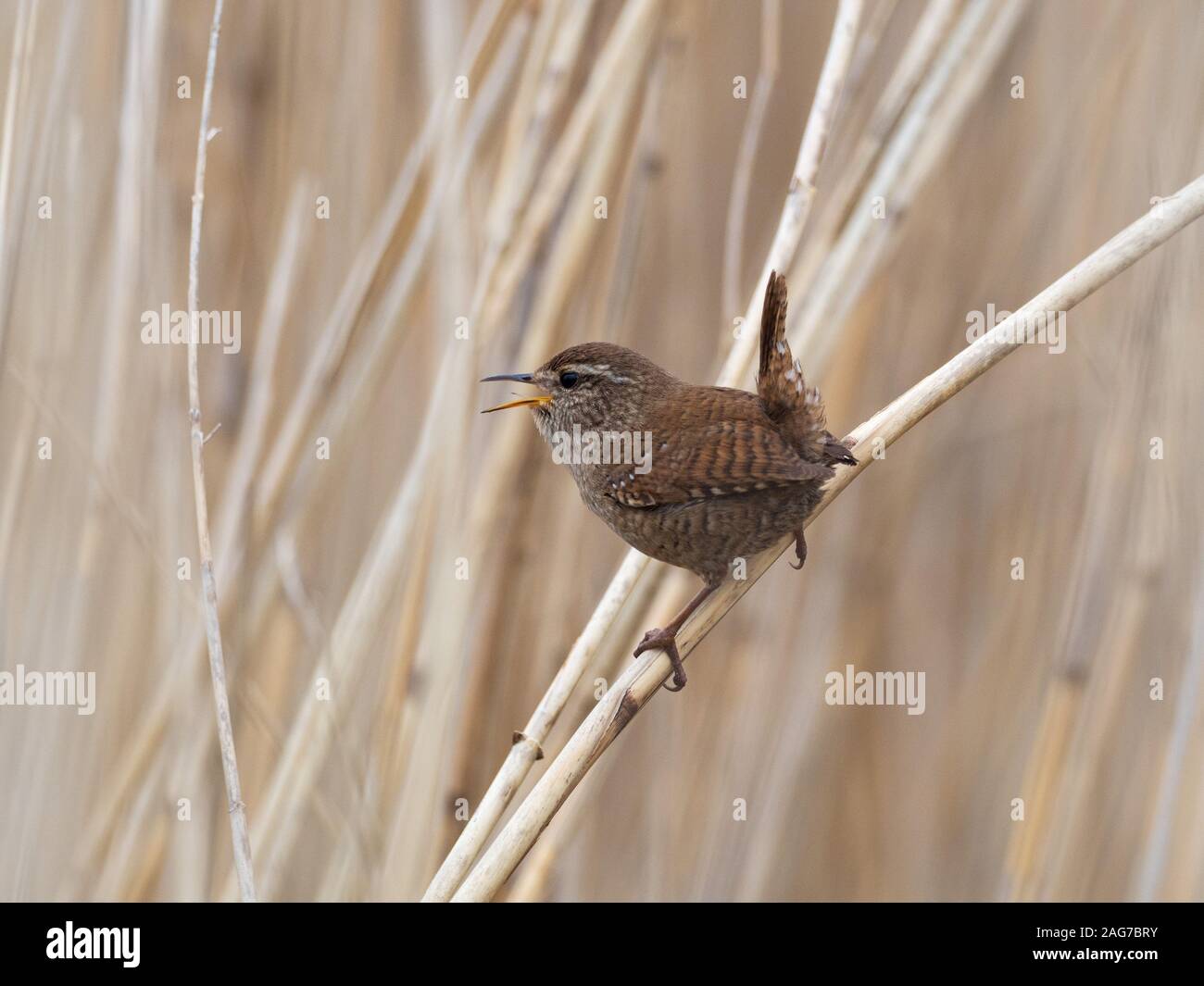 Winter zaunkönig Troglodytes troglodytes Singen unter Schilf Phragmites australis, GREYLAKE RSPB Reservat, in der Nähe der Othery, Somerset Levels und Mauren, E Stockfoto