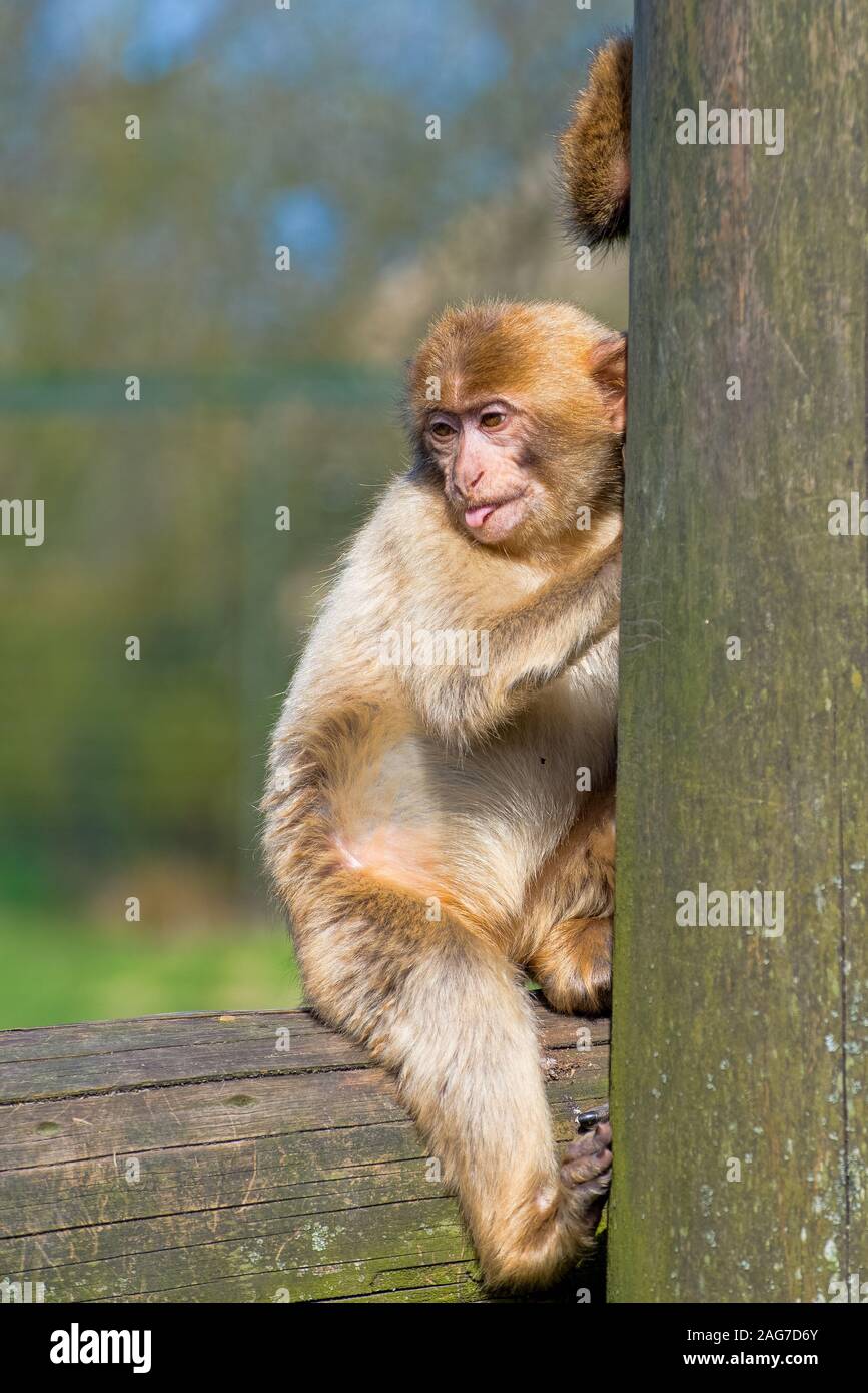 Vertikale Aufnahme eines niedlichen japanischen Makaken macht Spaß Andere Affen, indem sie ihre Zunge zeigen Stockfoto