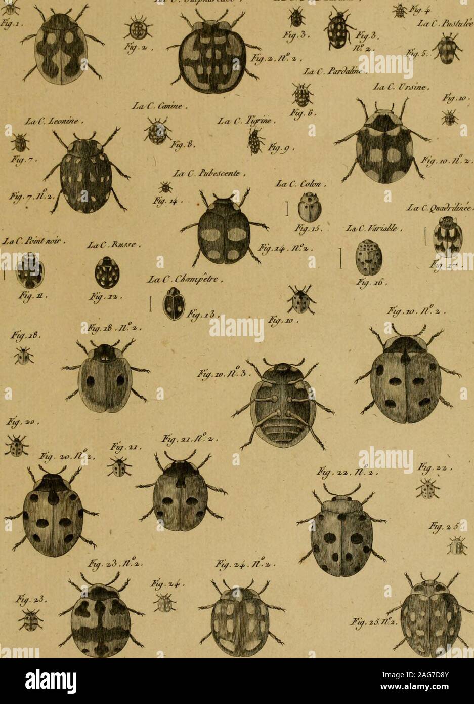 . Encyclopédie méthodique: Histoire Naturelle. La ÙocC.bz/Piz-rà/^w.fil/. 5. La C. il CFa. iAi/ni. Lu/41. IIu/oue lla/u/^^/lC; ///,/ia/eaJe. /^a C.a Jij - PajùtAi. ^C JIF-f/^:? £ • 71 fii. t/Ri/fv. / / / / / JVû Y/h//ll/e//e; /". ire/eJ. JicA, u; ich Dàrijri/C ocrinoUc n. i^ii. Stockfoto