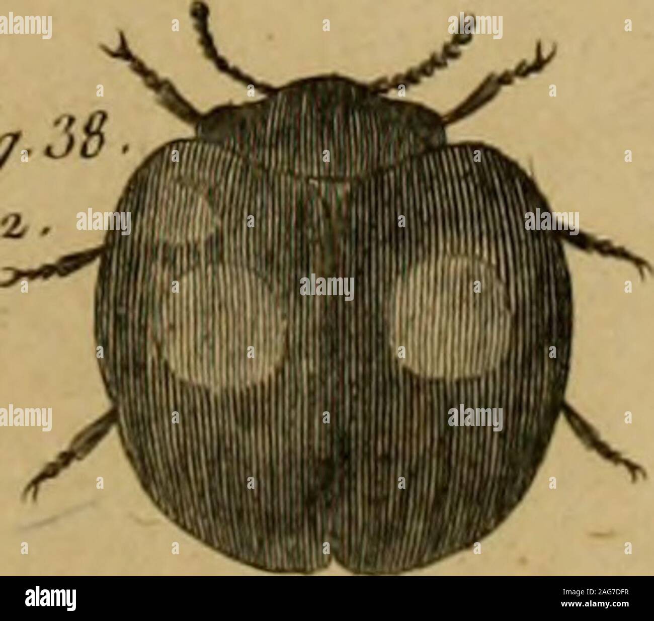 . Encyclopédie méthodique: Histoire Naturelle. La C. I&gt; um) RI/&gt; ff I//r/ee. La ÙocC.bz/Piz-rà/^w.fil/. 5. La C. il CFa. iAi/ni. Lu/41. IIu/oue lla/u/^^/lC; ///,/ia/eaJe. /^a C.a Jij - PajùtAi. ^C JIF-f/^:? £ • 71 fii. t/Ri/fv Stockfoto