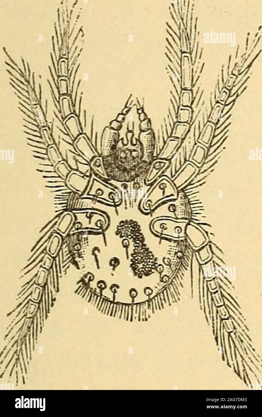 . Eine praktische Abhandlung über Erkrankungen der Haut, für die der Einsatz von Schülern und Studenten und Praktiker. theaperture eines Follikels unter. Nach der Extraktion untersucht, Ist Es seento haben eine relativ große cephalen Extremität. Es hat einen kurzen, Cylin - drical, und konischen haustellum, besteht aus gesintertem Doppel maxillae; undzwei Starke, angespannt, fünf Gelenkwelle palpen, die zurückgesetzt werden kann. Gibt auch zwei Hatchet - wie Kiefer. Es ist ein abgerundetes oder ovalbody 0.3558 mm. lang und 0,32mm breit, mit drei pairsof Beine. Es ist besonders auf die unteren Gliedmaßen gefunden, sondern auch auf 1 loc. cit. parasitäre AFFEC Stockfoto