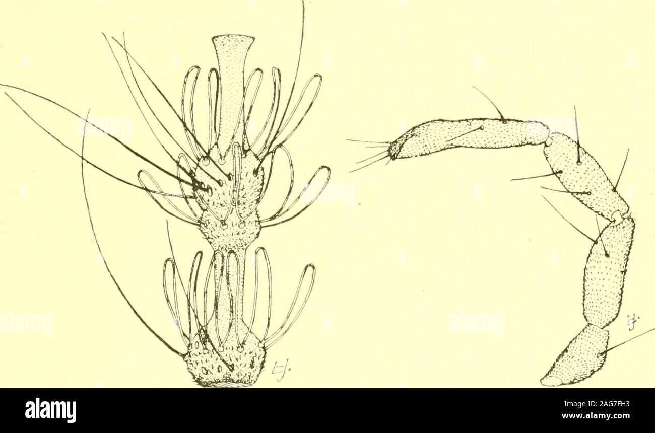 . Bericht des Staates Entomologe zum Schädigenden und andere Insekten des Staates New York. 8 Filz, E. S. N.Y., Mus. Bui. 124, S. 394 einem einzigen männlichen aufgezogen wurde, vermutlich von einem subglobular, reddishbrown Blatt Gall auf Pappel, Populus tremuloides, BERICHT DES STAATES ENTOMOLOGE IQI/153 durch den späten Herr L. H. Joutel nach Neufundland, N.J., der midgeissuing September 14, 1907. Männlich. Länge 1,25 mm. Antennen ein Viertel länger als Körper, spärlich behaart, gelblich; 14 Segmente, die fünfte mit stemsthree und halb und 4 und halb Mal ihre diametersrespectively; Klemme seg Stockfoto