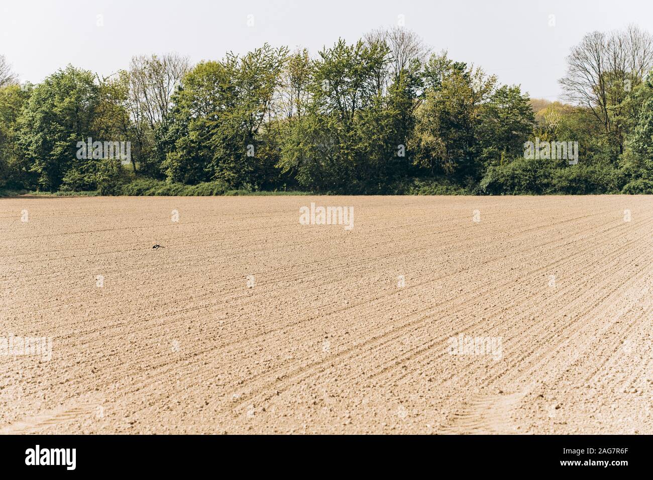 Gepflügte Feld unter einem blauen Himmel. Ein von den Furchen, von Bäumen gesäumten Feld. Stockfoto
